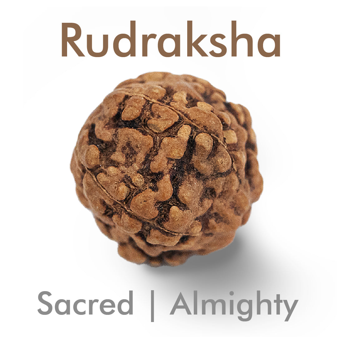 Rudraksh Natural Healing Stone - Information & Properties